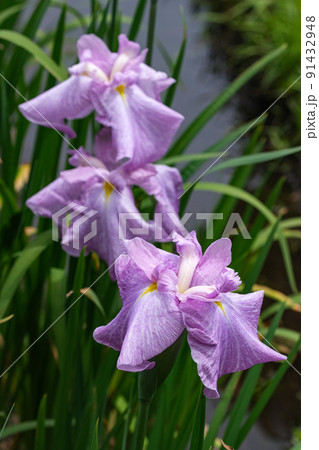 花菖蒲　伊勢神宮外宮　勾玉池菖蒲園 91432948