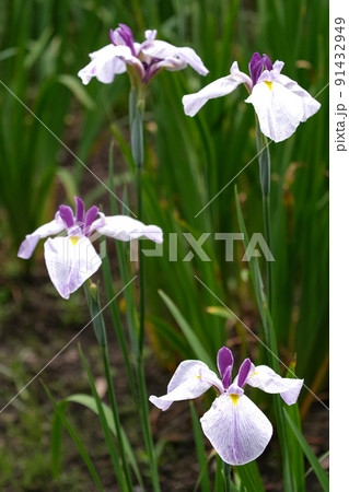 花菖蒲　伊勢神宮外宮　勾玉池菖蒲園 91432949