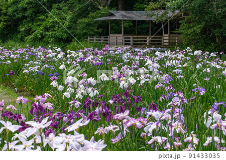 花菖蒲　伊勢神宮外宮　勾玉池菖蒲園 91433035