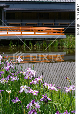 花菖蒲　伊勢神宮外宮　勾玉池菖蒲園 91433037