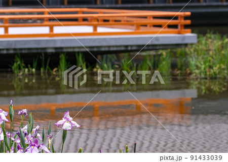 花菖蒲　伊勢神宮外宮　勾玉池菖蒲園 91433039