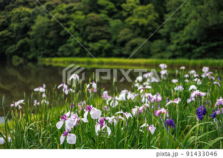 花菖蒲　伊勢神宮外宮　勾玉池菖蒲園 91433046