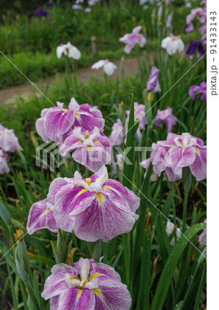 花菖蒲　伊勢神宮外宮　勾玉池菖蒲園 91433143