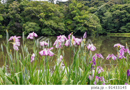 花菖蒲　伊勢神宮外宮　勾玉池菖蒲園 91433145