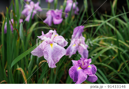 花菖蒲　伊勢神宮外宮　勾玉池菖蒲園 91433146