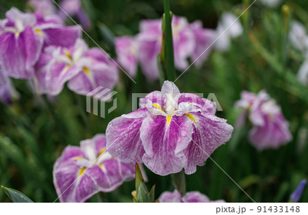 花菖蒲　伊勢神宮外宮　勾玉池菖蒲園 91433148