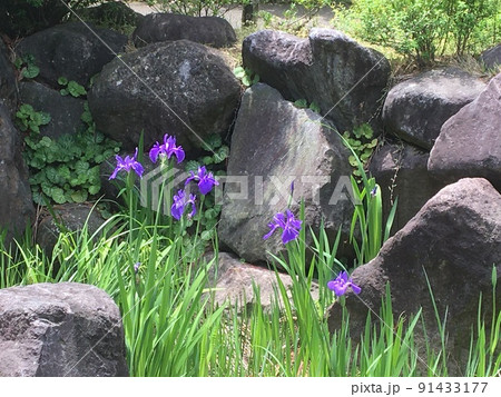 5月の二子玉川帰真園の池のほとり、庭石の間に咲くかきつばた 91433177