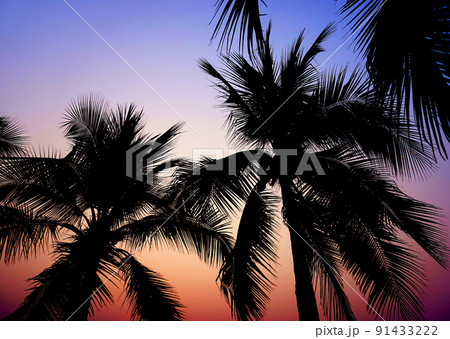 Palm tree silhouette with twilight sky background, Island summer background Palm tree silhouette with twilight sky background, Island summer background 91433222
