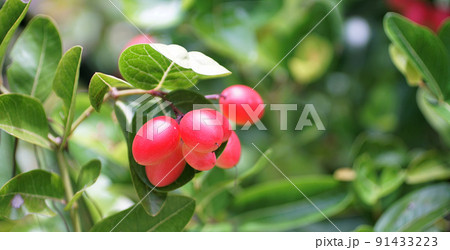 Karunda fruit blossom on tree Karunda fruit blossom on tree 91433223