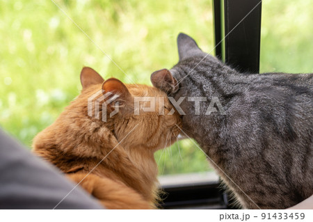 二匹の猫 二匹の猫 91433459