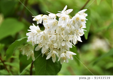 ヒメウツギ ヒメウツギ 91433539