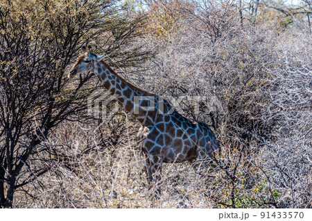 Closeup of an Angolan Giraffe hiding in the Bushes 91433570