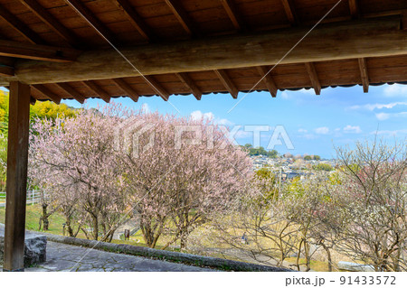 展望台・休憩所からの梅林風景　百梅園「有名な「兼坂止水」が私塾を開いた場所」 91433572
