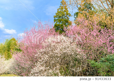 冬空と梅林風景　百梅園「有名な「兼坂止水」が私塾を開いた場所」 91433633