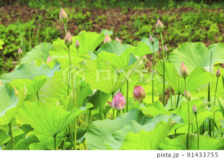 田丸城内堀のハス 91433755