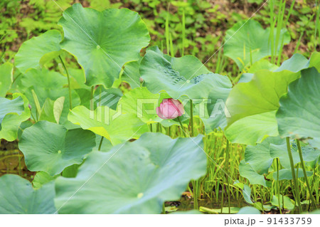 田丸城内堀のハス 田丸城内堀のハス 91433759