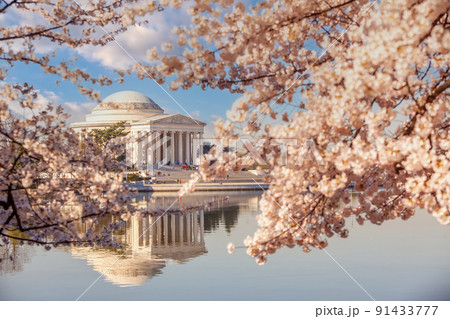 Cherry Blossom Festival in Washington, D.C. in USA 91433777