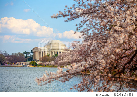 Cherry Blossom Festival in Washington, D.C. in USA Cherry Blossom Festival in Washington, D.C. in USA 91433783