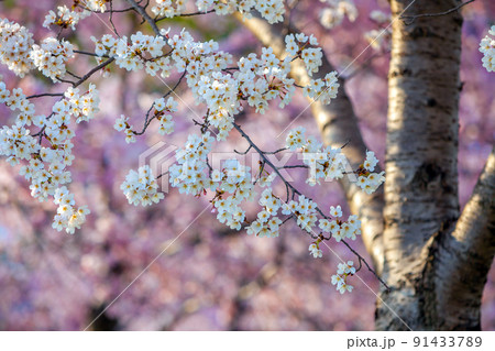 Cherry Blossom Festival in Washington, D.C. in USA 91433789