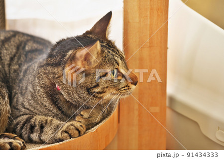 爪とぎの中でくつろぐネコ 91434333