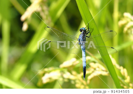 稲に止まるシオカラトンボ（オス） 91434505