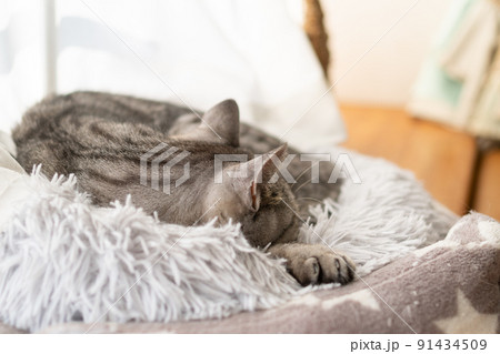 眠る猫 サバトラ猫 眠る猫 サバトラ猫 91434509