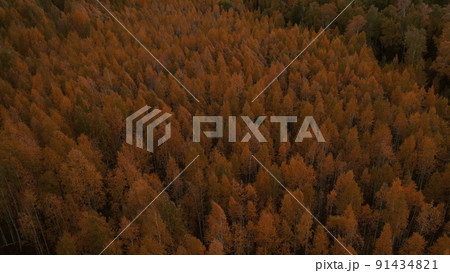 Autumn yellow forest in Ural Autumn yellow forest in Ural 91434821