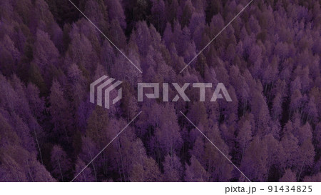 Fantasy autumn purple forest in Ural 91434825