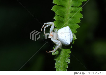 アズチグモ(メス) アズチグモ(メス) 91435249