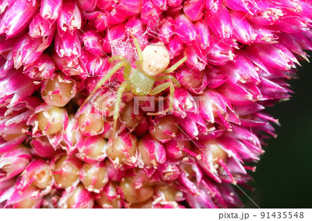 トサカケイトウの花に止まるコハナグモ 91435548
