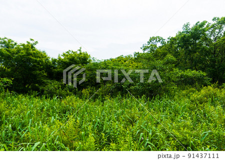 ウトナイ湖周辺の森 ウトナイ湖周辺の森 91437111