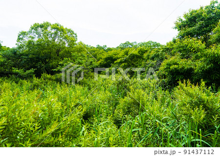 ウトナイ湖周辺の森 91437112