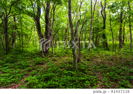 ウトナイ湖周辺の森 91437116