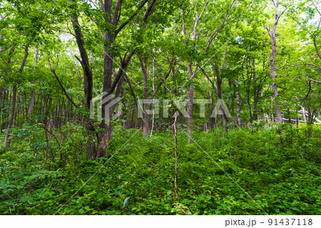 ウトナイ湖周辺の森 91437118