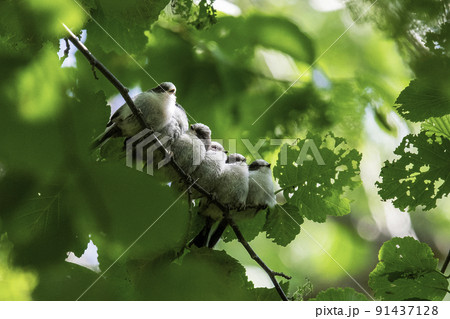 巣立ち直後のシマエナガの幼鳥 91437128