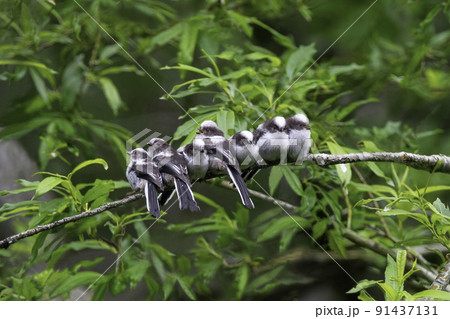巣立ち直後のシマエナガの幼鳥 91437131