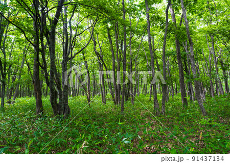 ウトナイ湖周辺の森 91437134