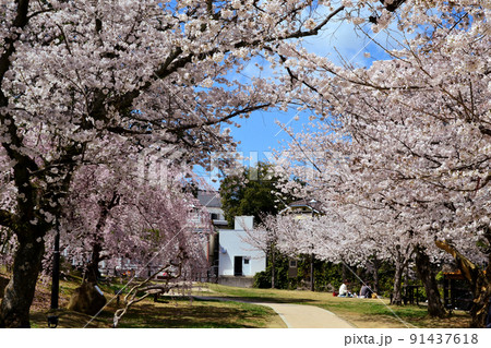佐賀 嬉野温泉の春の町並み 満開の桜に彩られた「嬉野温泉公園」 佐賀 嬉野温泉の春の町並み 満開の桜に彩られた「嬉野温泉公園」 91437618