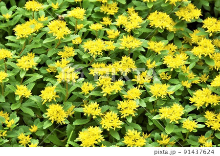 黄色いイワベンケイの花 黄色いイワベンケイの花 91437624