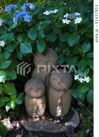 鎌倉長谷寺の和み地蔵と紫陽花 鎌倉長谷寺の和み地蔵と紫陽花 91437853
