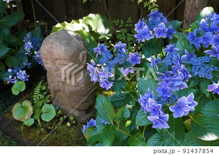 鎌倉長谷寺の和み地蔵と紫陽花 鎌倉長谷寺の和み地蔵と紫陽花 91437854