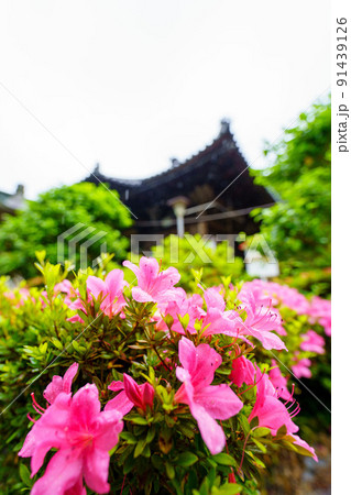 白峯寺 白峯寺 91439126