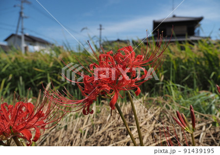 野原の赤い彼岸花の開花 野原の赤い彼岸花の開花 91439195