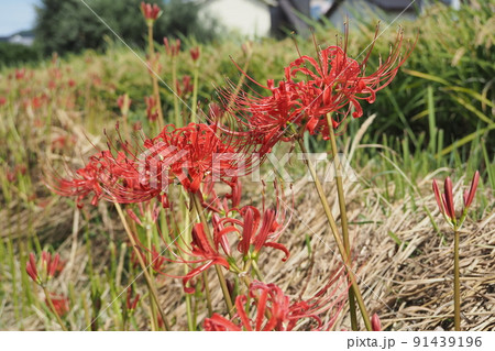 野原の赤い彼岸花の開花 91439196