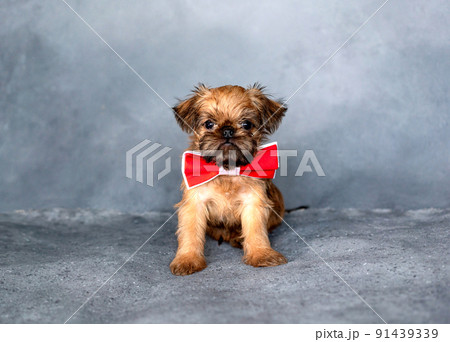 Brussels griffon puppy with a red bow tie on the neck on a gray background Brussels griffon puppy with a red bow tie on the neck on a gray background 91439339