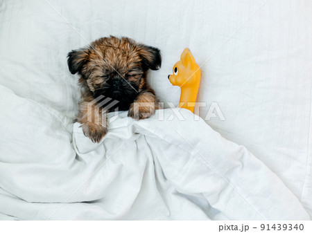 sleeping brussels griffon puppy red color lies under a white blanket sleeping brussels griffon puppy red color lies under a white blanket 91439340