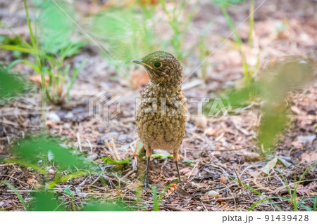 The common redstart, Phoenicurus phoenicurus, young bird, is sitting on a ground against a blurred background. 91439428