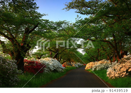 岩手県北上市 北上展勝地 満開のツツジと初夏の桜並木 岩手県北上市 北上展勝地 満開のツツジと初夏の桜並木 91439519