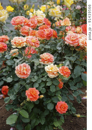 荒尾市　おもやい市民花壇　バラの花、 91439566