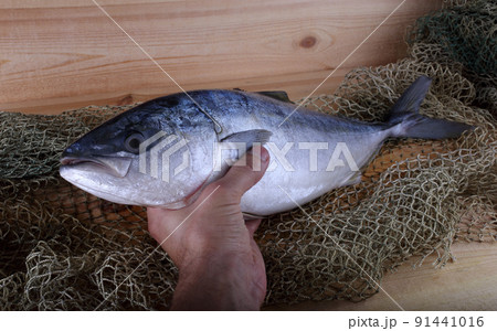 Japanese amberjack (yellowtail) on net 91441016